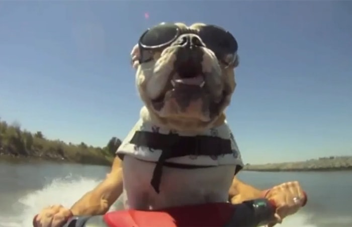 2014'Ün En Fotojenik Hayvanları - GoPro İçerir