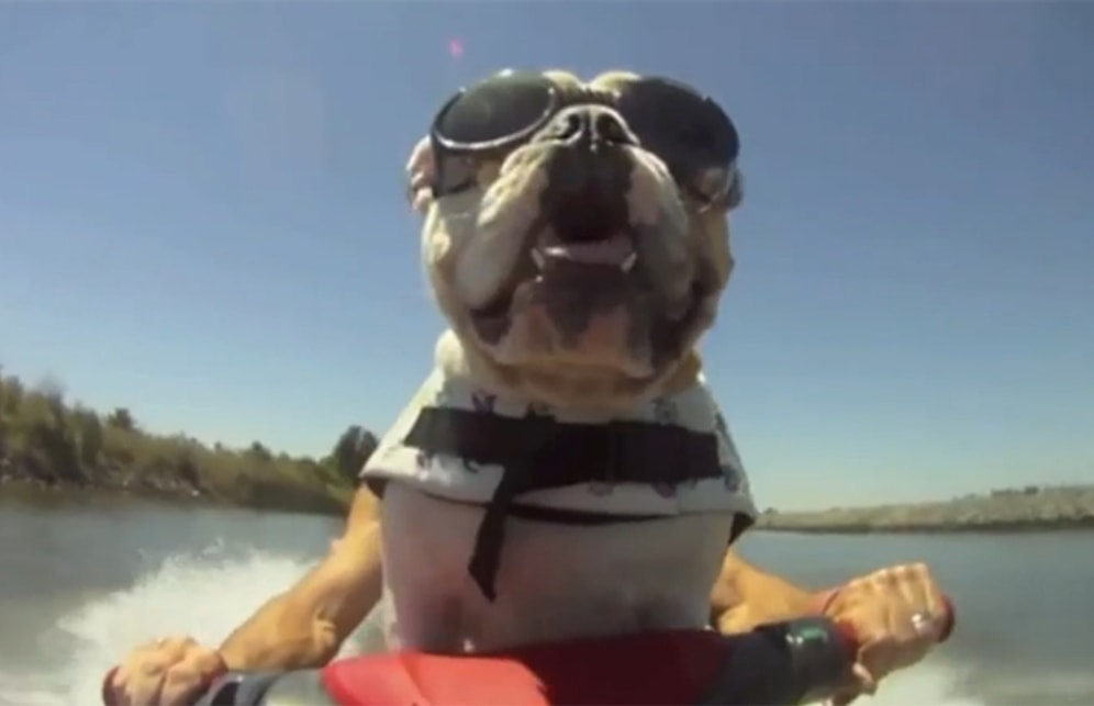 2014'Ün En Fotojenik Hayvanları - GoPro İçerir