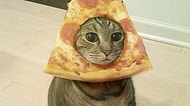 Pizzayı En Az Sizin Kadar Seven 15 Kedi
