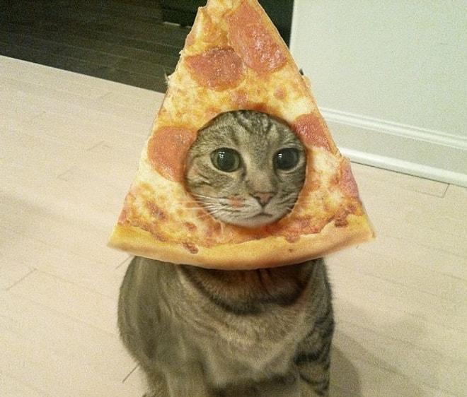 Pizzayı En Az Sizin Kadar Seven 15 Kedi