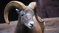 Hayvanlar Aleminin En Güzel Boynuzlu 10 Üyesi
