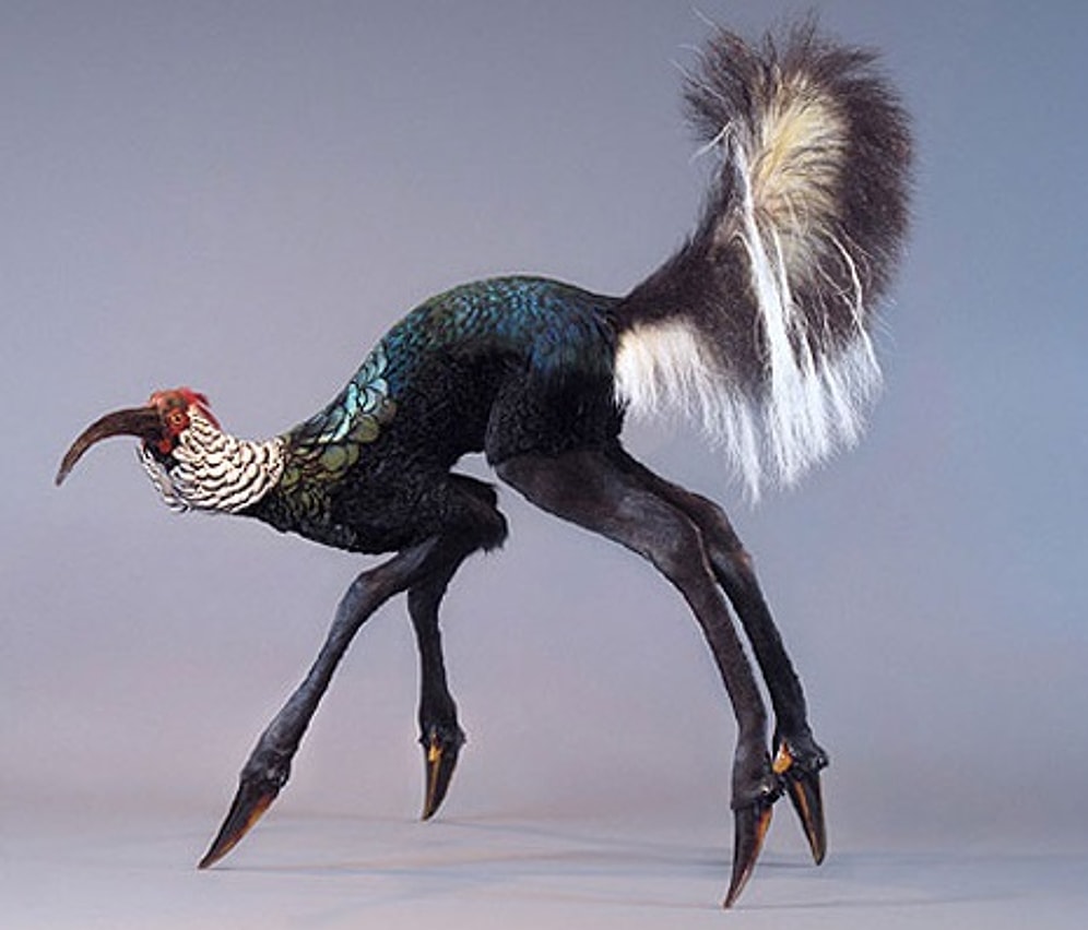 12 İlginç ve Ürkütücü Fotoğrafla Kara Sanat: '' Frankenstein Hayvanlar ''