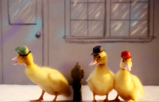 Varyemez Amca Jeneriğini Gerçek Ördeklerle Çekmek