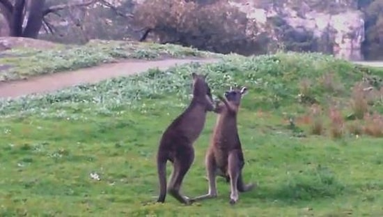 Dişi Kanguru İçin Kozlarını Paylaşan Boksör Kangurular