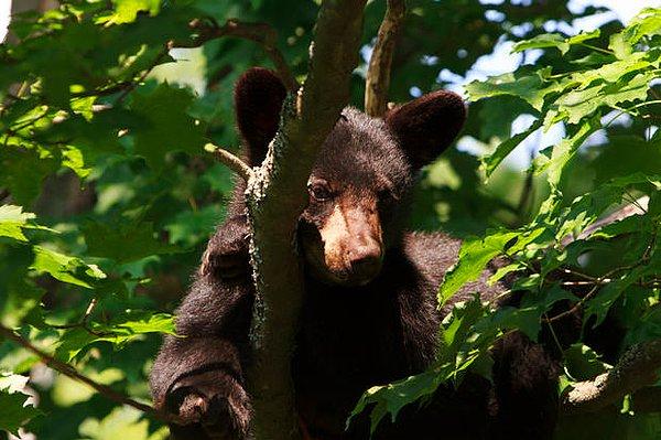 1. Kara ayılar bazen ağaç tepelerinde de kış uykusuna yatarlar.