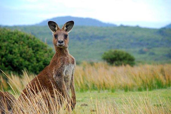 9. 12.000 yıl önce yaşayan kanguruların boyutları bir gergedanla aynıydı.