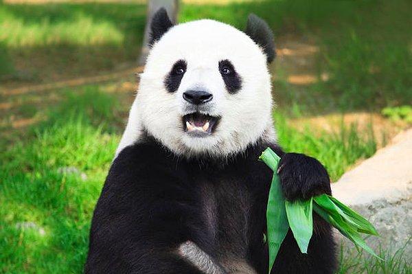 13. Erkek pandalar işaret bırakmak için ağaçlara işerler. İşin ilginç tarafı, bunu yaparken amuda da kalkabilirler.