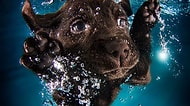 10 Sevimli Sualtı Fotoğrafı İle 'Suda Oynayan Köpekler 2'