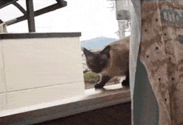 İzlemeye Doyamayacağınız Pek Komik 33 Kedi GIF'i