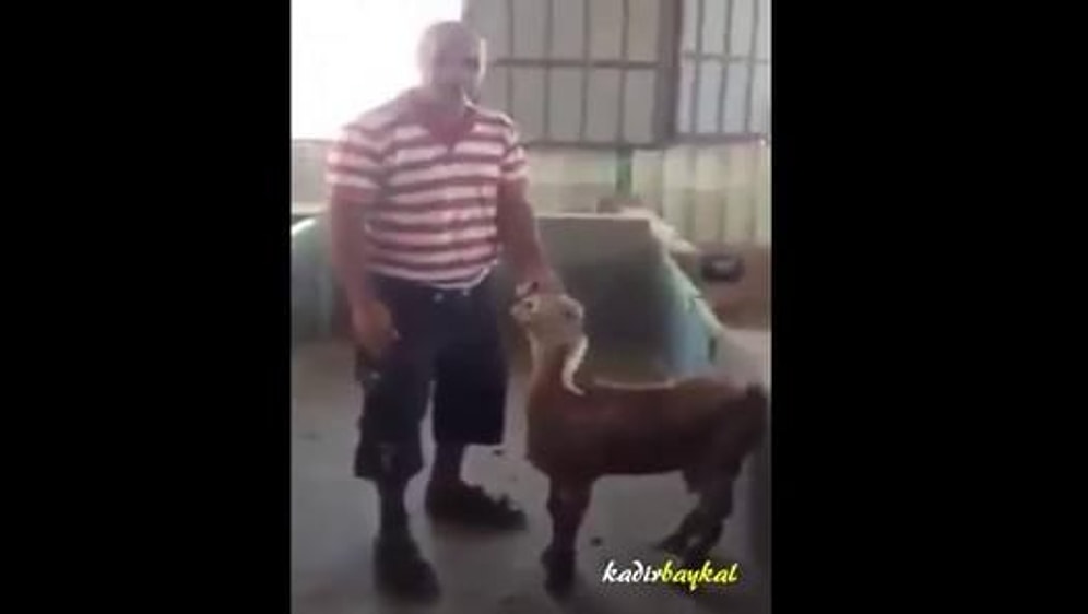 İnsan Gibi Tepki Veren Keçi