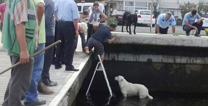 Arkadaşı Kurtarılmadan İskeleden Ayrılmadı