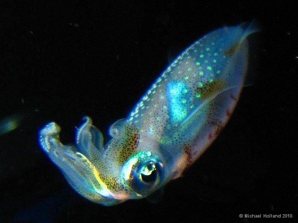 12. Mürekkep balığının uyuduğu vakit boyunca bedeninde kalan bakteriler yeniden çoğalırlar ve akşam olduğunda yeterli sayıya ulaşıp, yeniden ışık vermeye başlarlar.