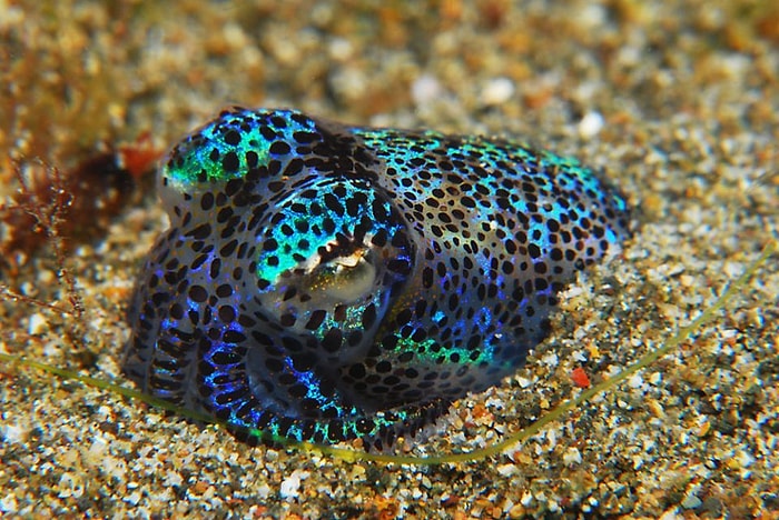 Kapkaranlık Sularda Yaşayan, Işıl Işıl 24 Hawai Mürekep Balığı