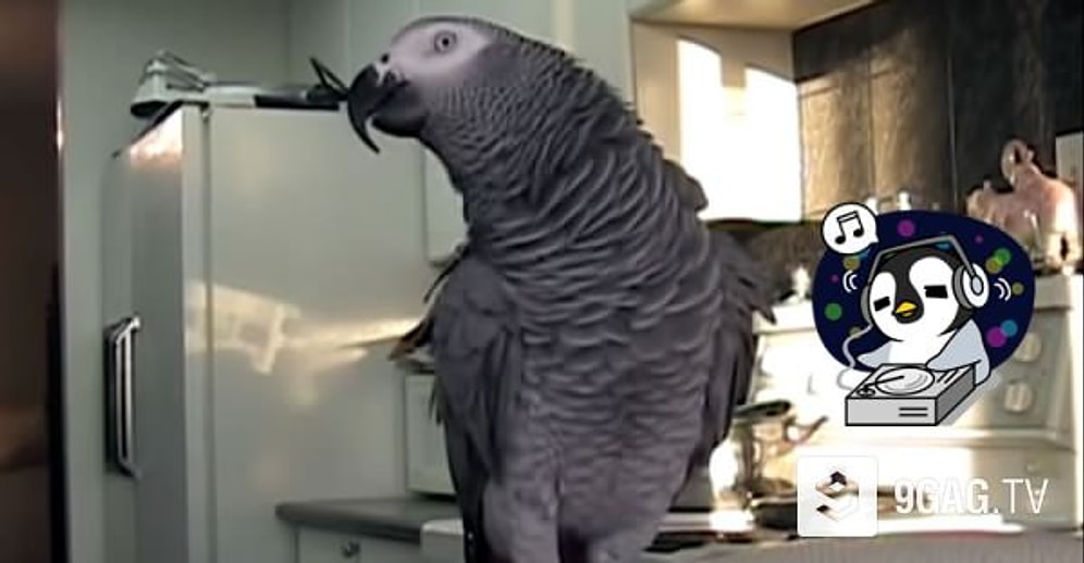 Beatbox Yapan Jako Papağan