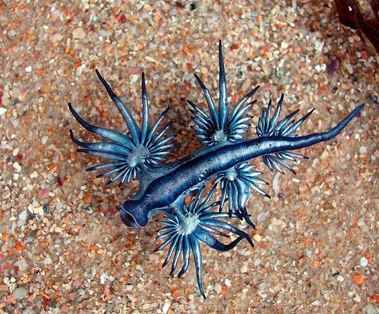 9 Maddede ''Ben Bunu Evde Beslerim Ki'' Diyeceğiniz Deniz Canlısı 'Glaucus Atlanticus'