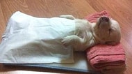Aşırı Sevimli 40 Fotoğrafla Olmadık Şekillerde Uyuyan Hayvanlar
