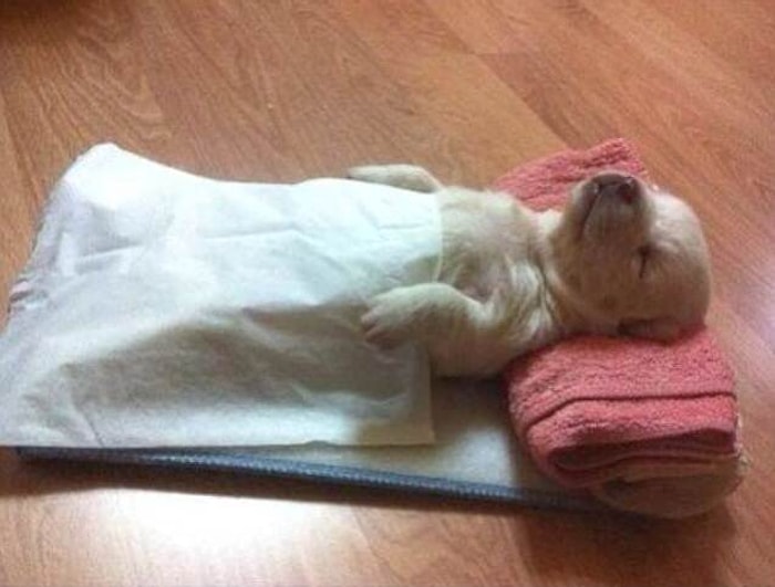Aşırı Sevimli 40 Fotoğrafla Olmadık Şekillerde Uyuyan Hayvanlar