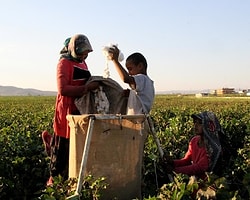 Binlerce Öğrenci Okul Yerine Pamuk Tarlasında
