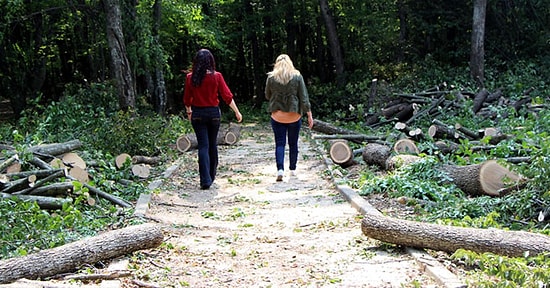 Kampüste Yol İçin Ağaç Kesimi