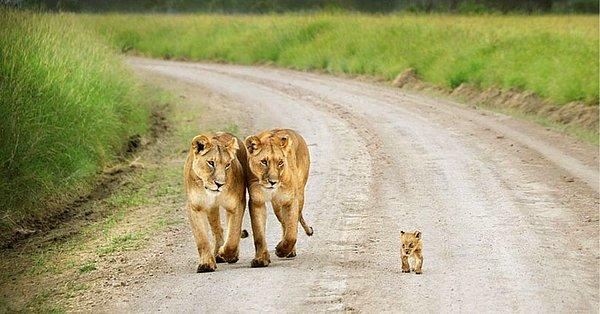 2. David Lazar'ın objektifinden yakalanan bu görüntüde, Kenya'lı aslan çiftimiz, bebeklerinin yürüyüşlerini gururla izliyorlar.
