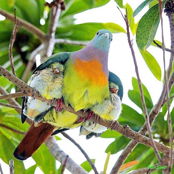 8. Nerdeymiş anneciğin renkli kanatları altındaki yavrukuşlar?