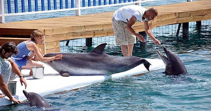 Bodrum'daki Yunus Parkı Kapatılacak