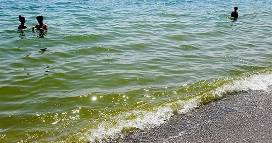 Antalya'da Denizin Yeşermesinin Nedeni Bulundu