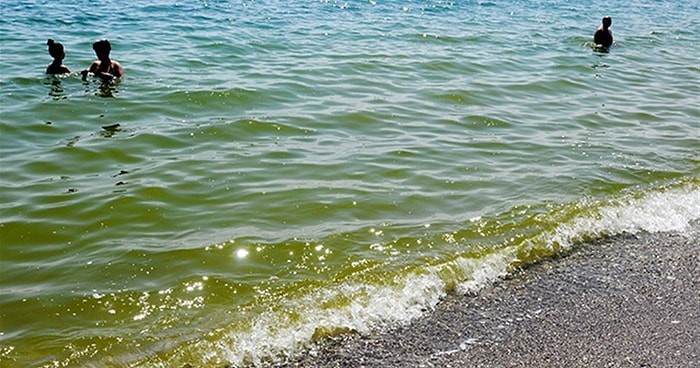 Antalya'da Denizin Yeşermesinin Nedeni Bulundu