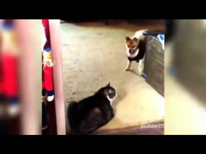 Biz Ne Günah İşledikte Buna Maruz Kaldık Diyen Köpekler