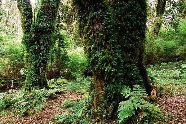 3. Valdivian Yağmur Ormanları