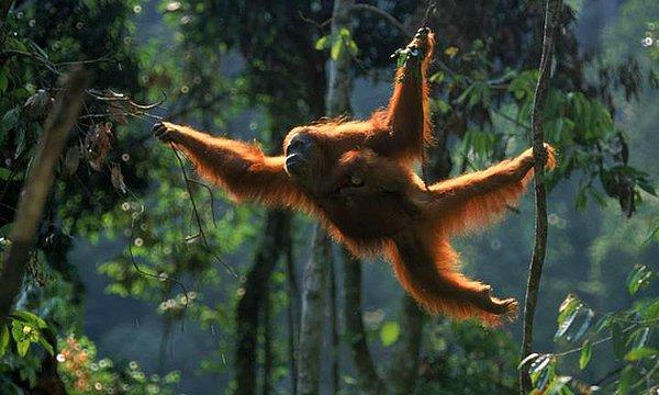 4. Sumatra Yağmur Ormanları