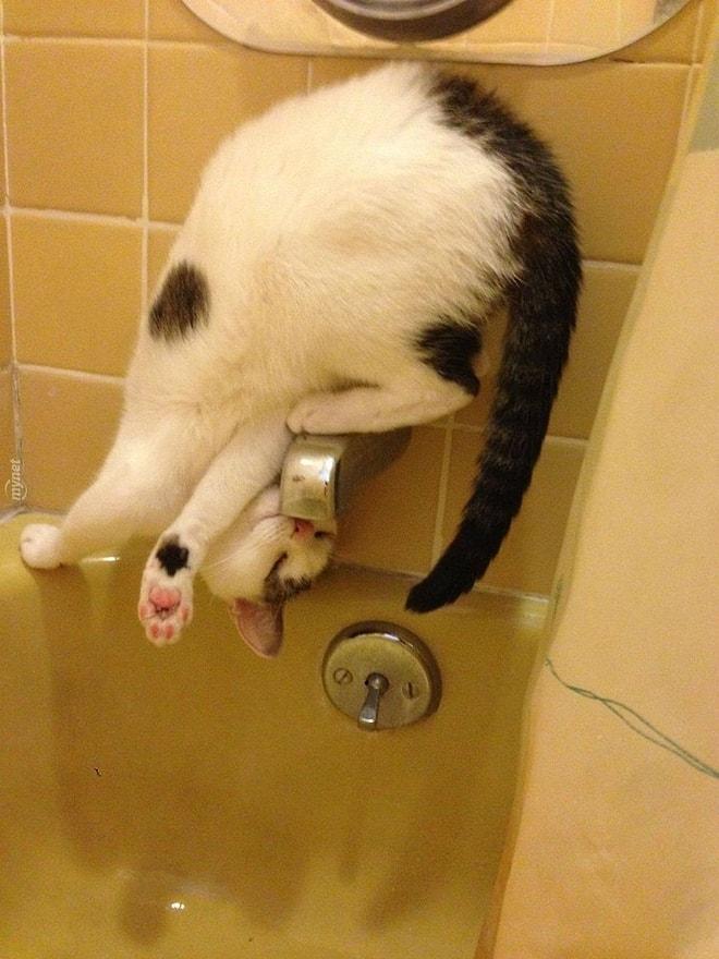 Kedilerin Musluk Suyuna Olan Zaafını Gösteren 21 Sevimli Fotoğraf