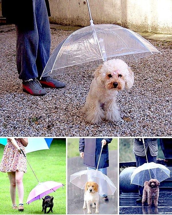 8. Köpek Şemsiyesi