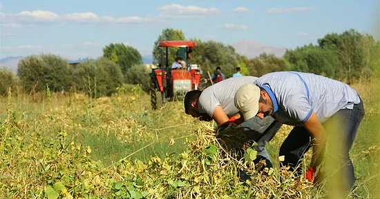 Komünist Başkan Fasulye Hasadında