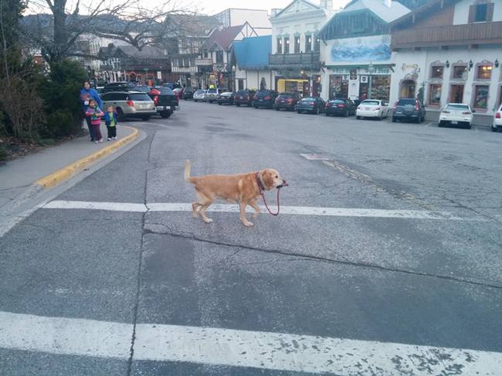 Artık İnsanlara İhtiyacı Kalmayan 22 Gelişmiş Köpek