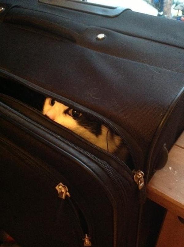 12. Bavul - Ortaya çıktığında kediniz için yeni bir eğlenceye dönüşen yuva.
