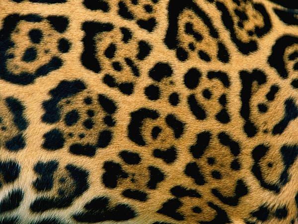 Jaguar kürkü