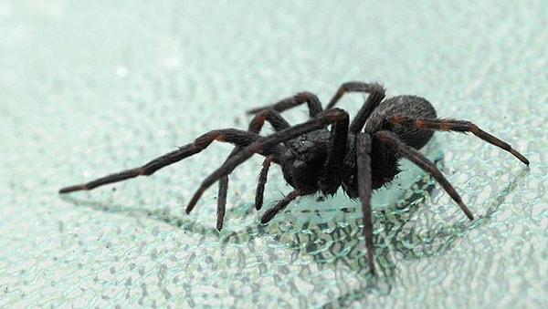 1. Arachnophobia - Örümceklerden Korkmak