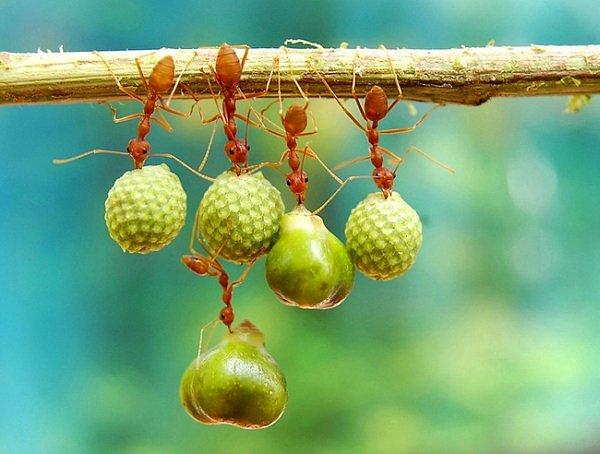 2. Karıncalar kendi rızıklarını topluyorlar.