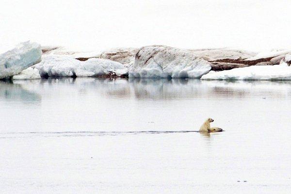 3. Bir kutup ayısı yavrusu kıyıya yüze annesinin sırtına biniyor.