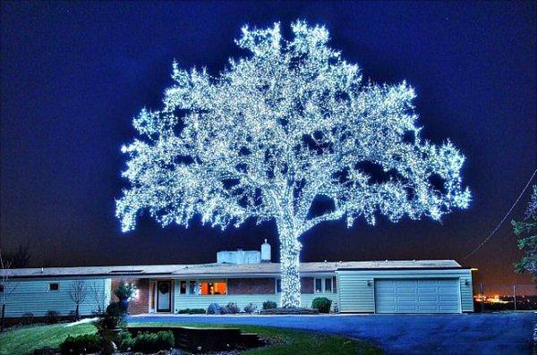13. Bir ağaç 40.000 LED ışık ile aydınlatılmış.