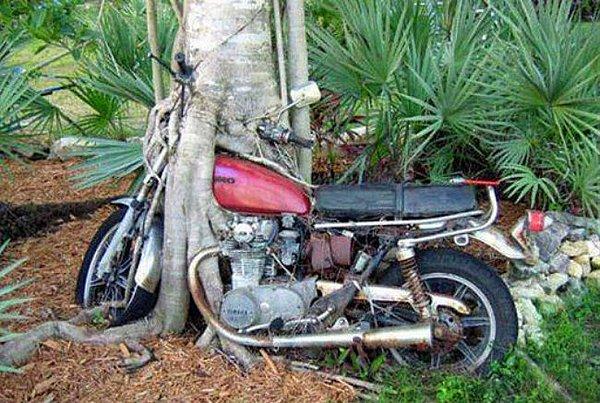 16. Terkedilmiş ve ağaca dönüşen motosiklet.