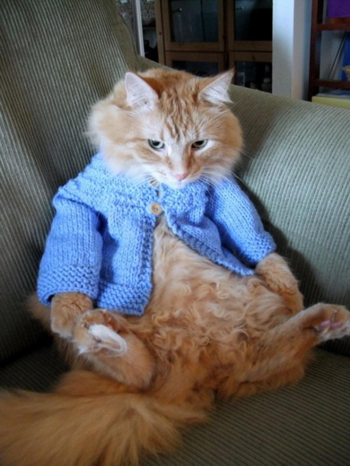 Кот в кофте. Одежда для кошек. Рыжий кот в свитере. Толстый кот в свитере.