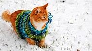 Kış Mevsimine Şimdiden Hazır Olan Moda Takipçisi 60 Tatlış Kedi