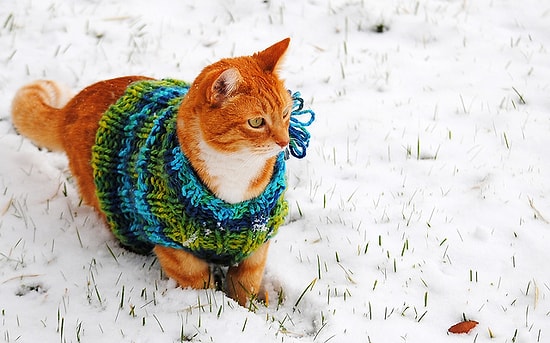 Kış Mevsimine Şimdiden Hazır Olan Moda Takipçisi 60 Tatlış Kedi