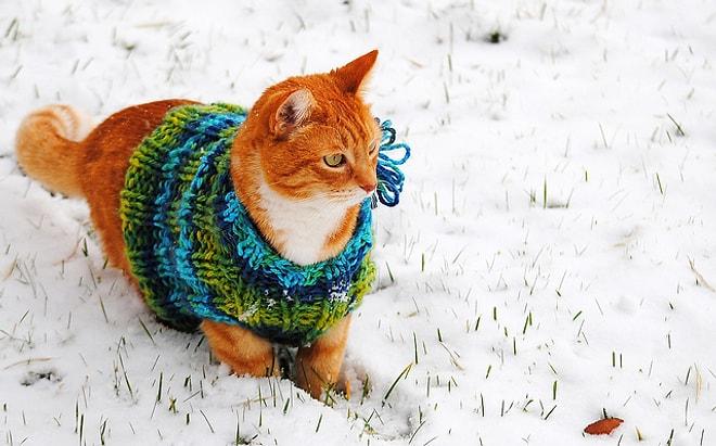 Kış Mevsimine Şimdiden Hazır Olan Moda Takipçisi 60 Tatlış Kedi