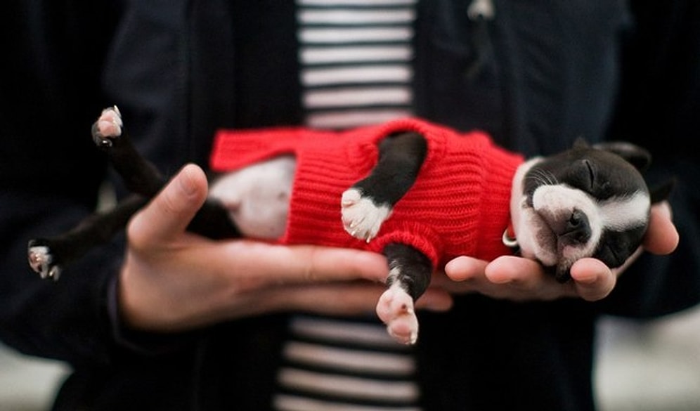 40 Sevimli Fotoğrafla Her Yavru Köpeğin Yaşadığı Dönüm Noktaları