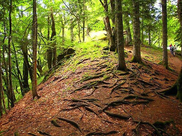 Karadağ sınırının yakınında Perucica Ormanı bulunur ve Avrupa'nın kalan son ilkel ormanlarındandır. En uzun Norveç Ladinleri bu ormanda bulunur.