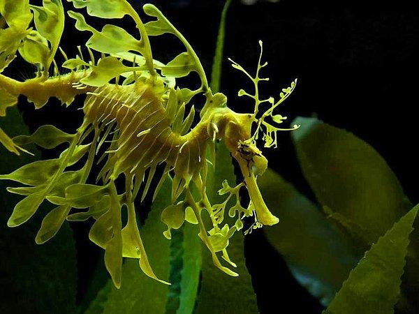 3. Glauert'in deniz ejderhası olarak da bilinen yapraklı deniz ejderhası, bir deniz bitkisinin içine yerleşmiş.