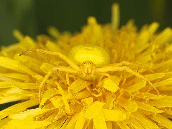 4. Karahindiba'nın üzerine yerleşmiş bir yengeç örümcek.